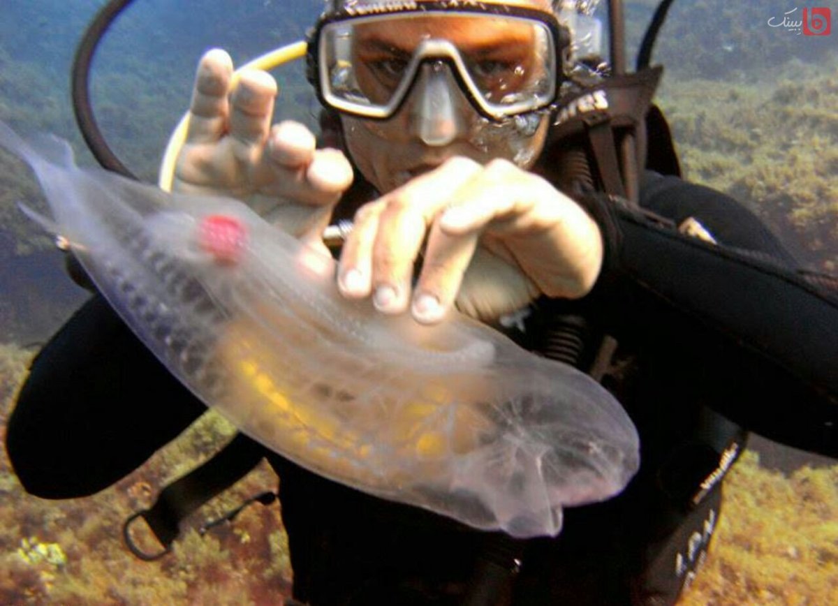 Salpa ребусам