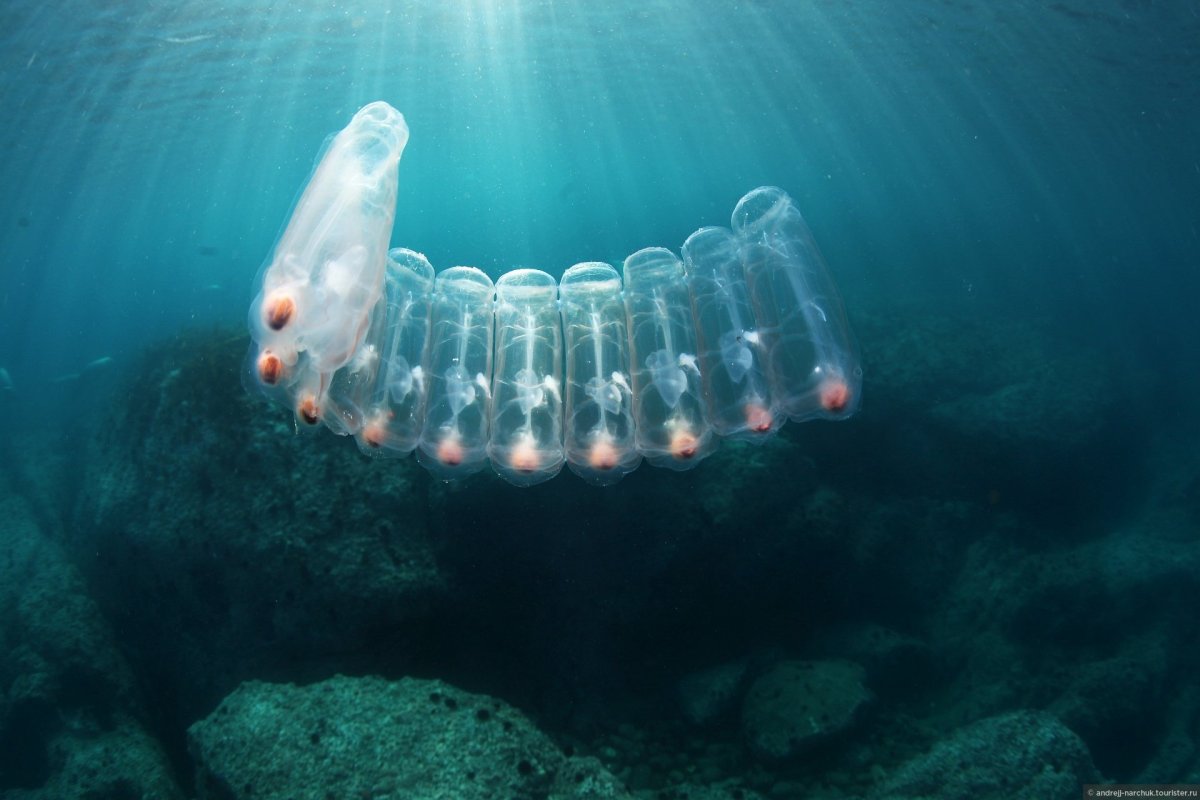 Салпа Маджоре прозрачная рыба