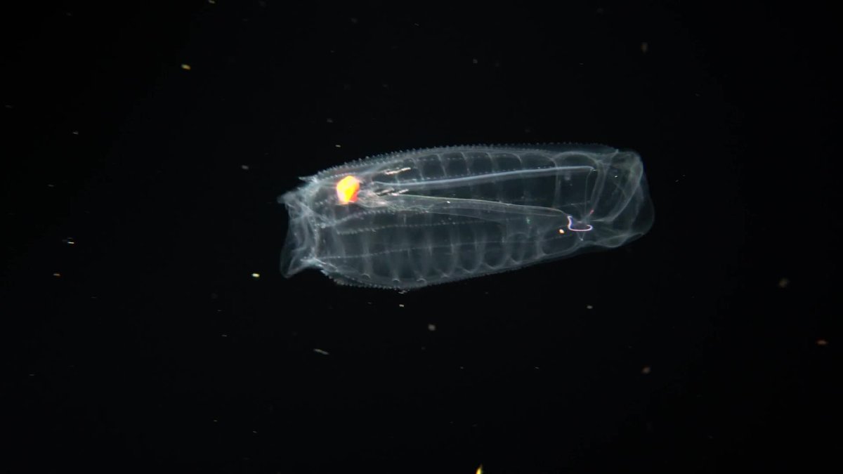 Андаманское море сальпы