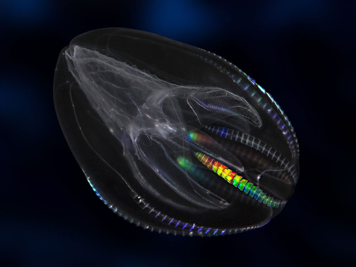 Морской крыжовник Гребневик купить