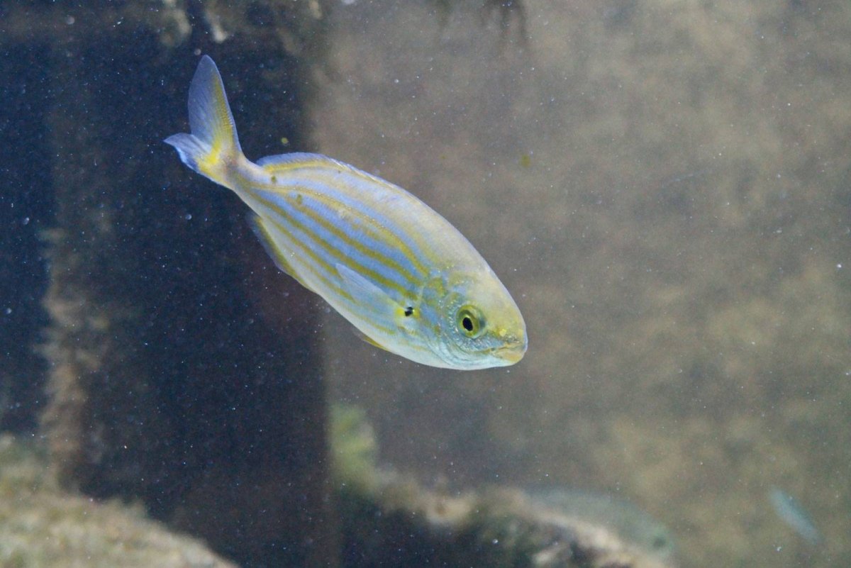 Самые красивые рыбы