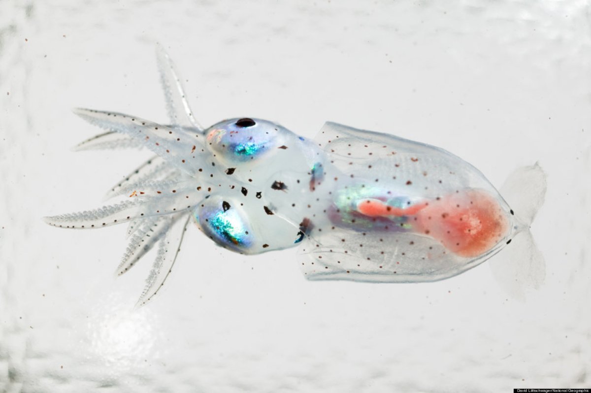 Прозрачная рыбка