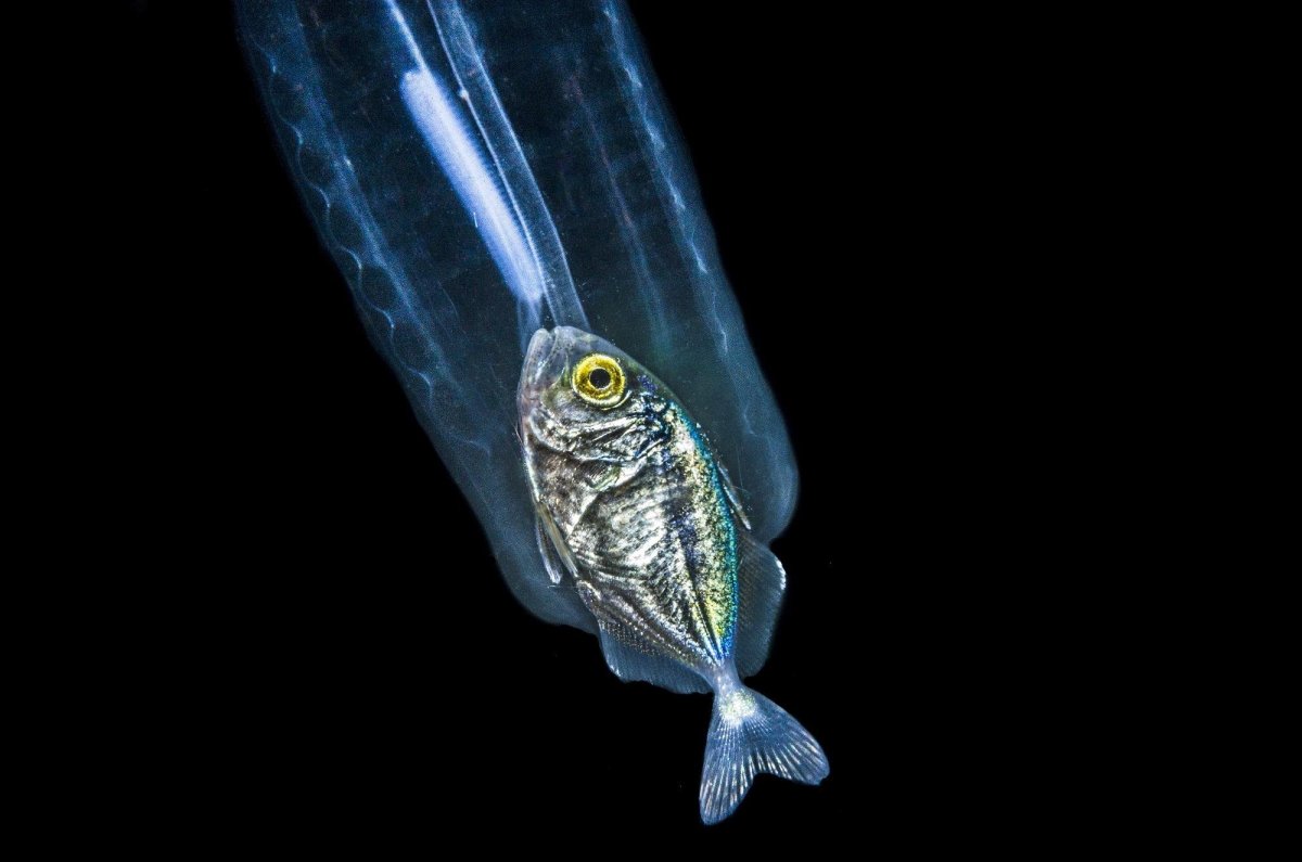 Прозрачная рыба Сальпа