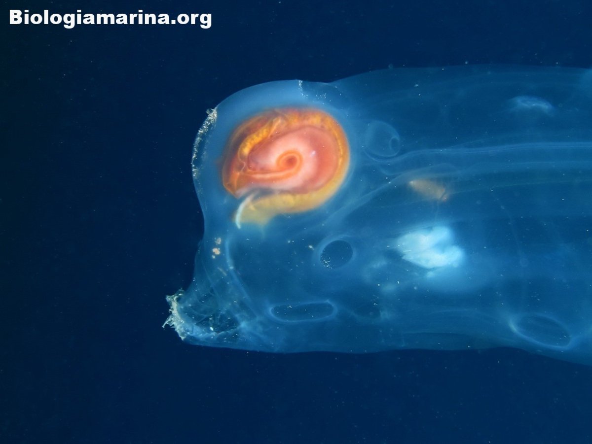 Марианский морской СЛИЗЕНЬ