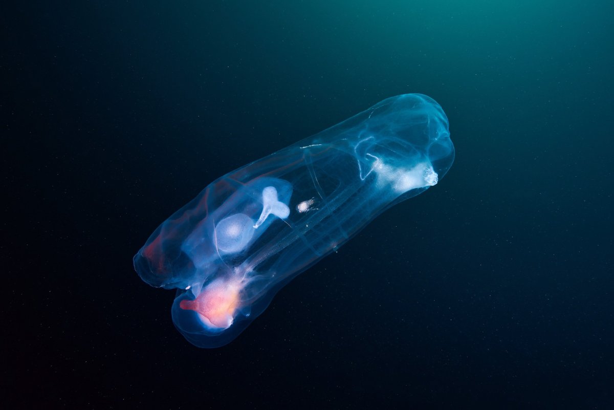 Сальпа Маджоре