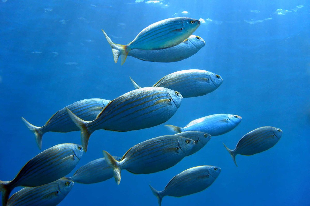 Сальпа Маджоре рыба