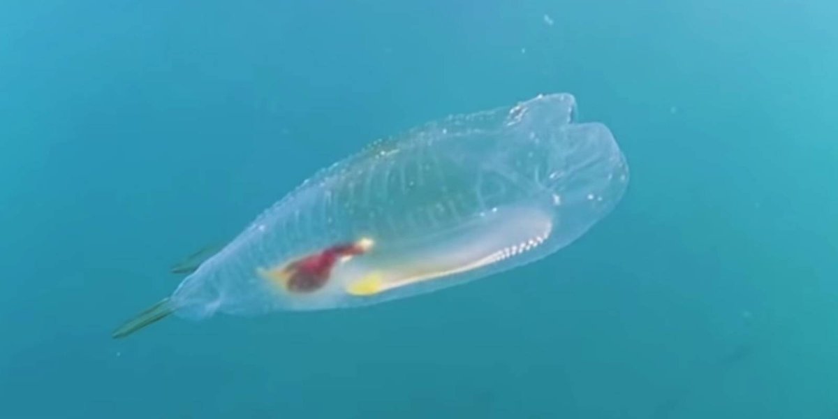 Сальпа Маджоре рыбка