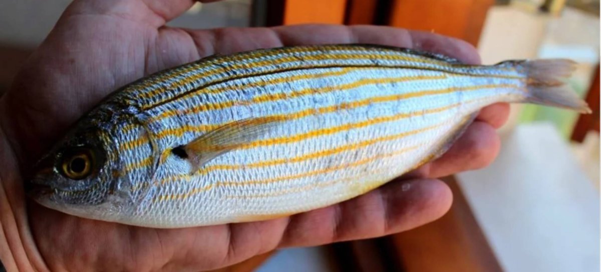 Голубой хирург малек