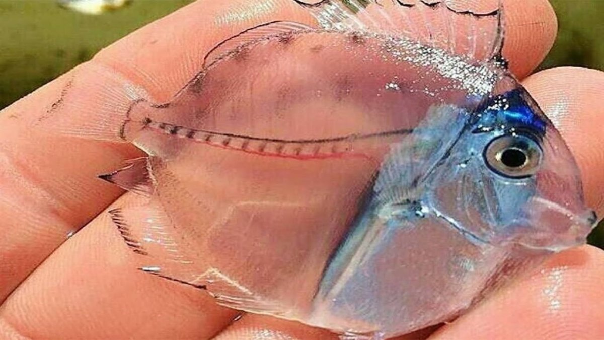 Невидимая рыба