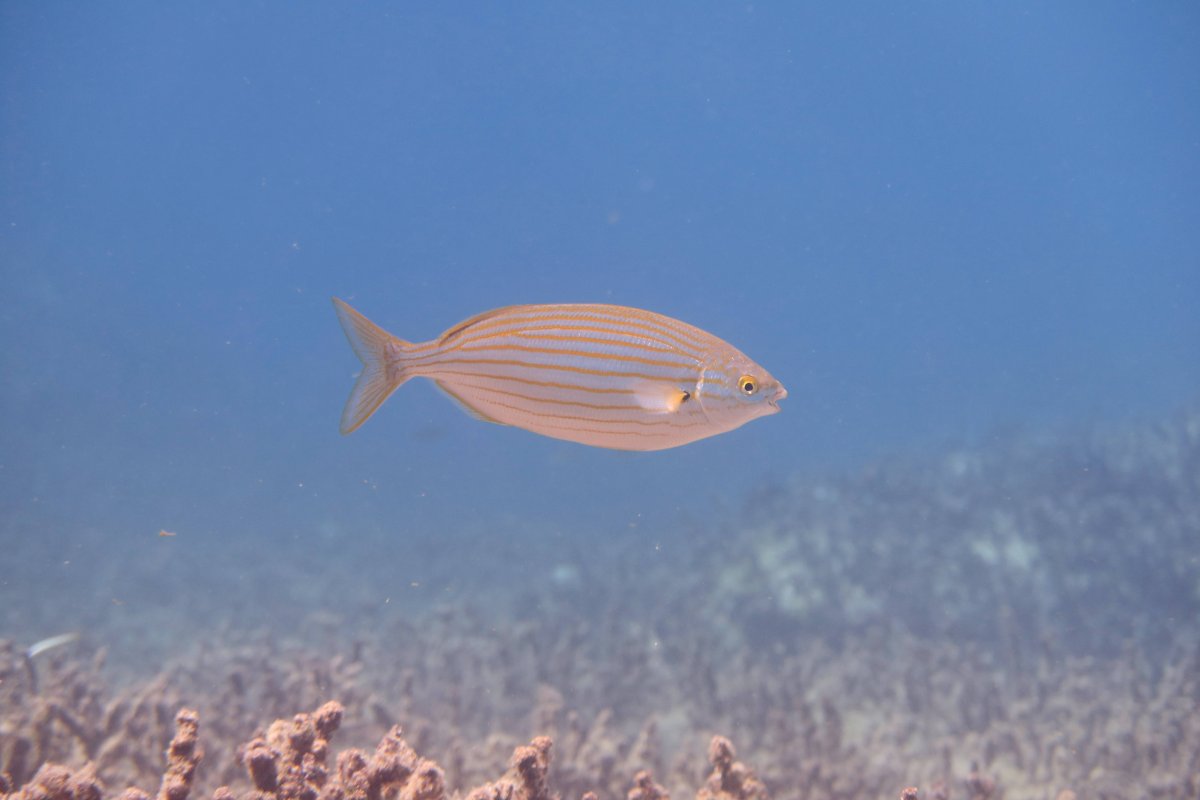 Пиросома люминесцентная Подтип оболочники