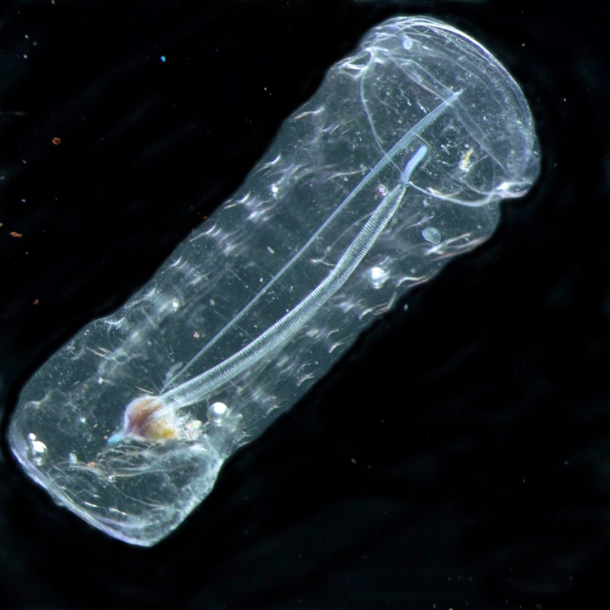 Сальпы рука