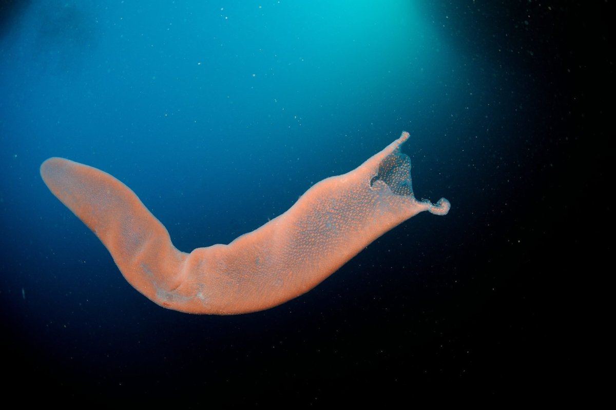 Планктон Сальпа