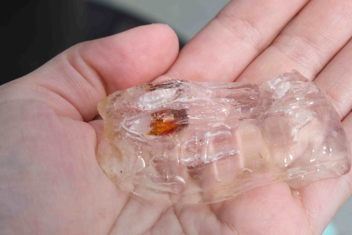 Окунь стеклянный аквариумный