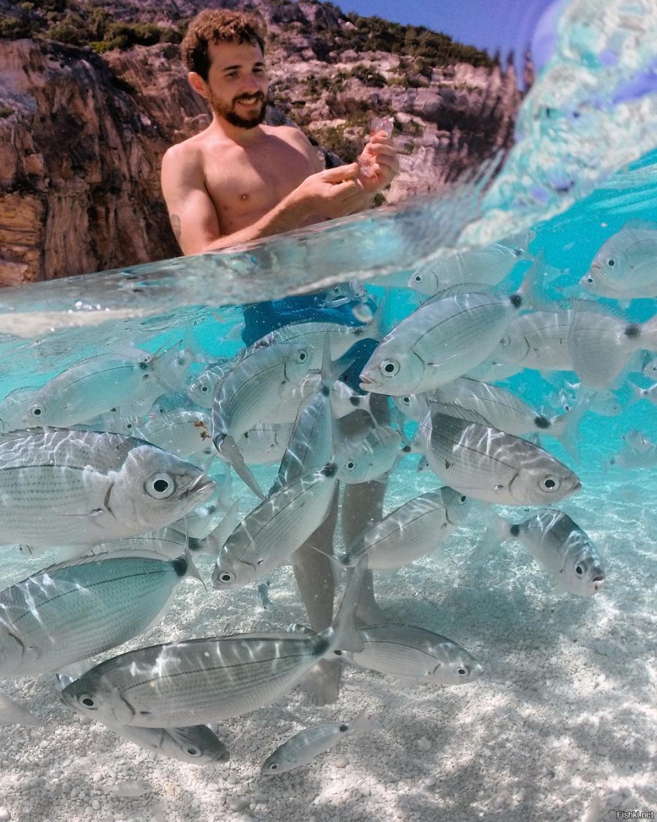 Сарпа Сальпа