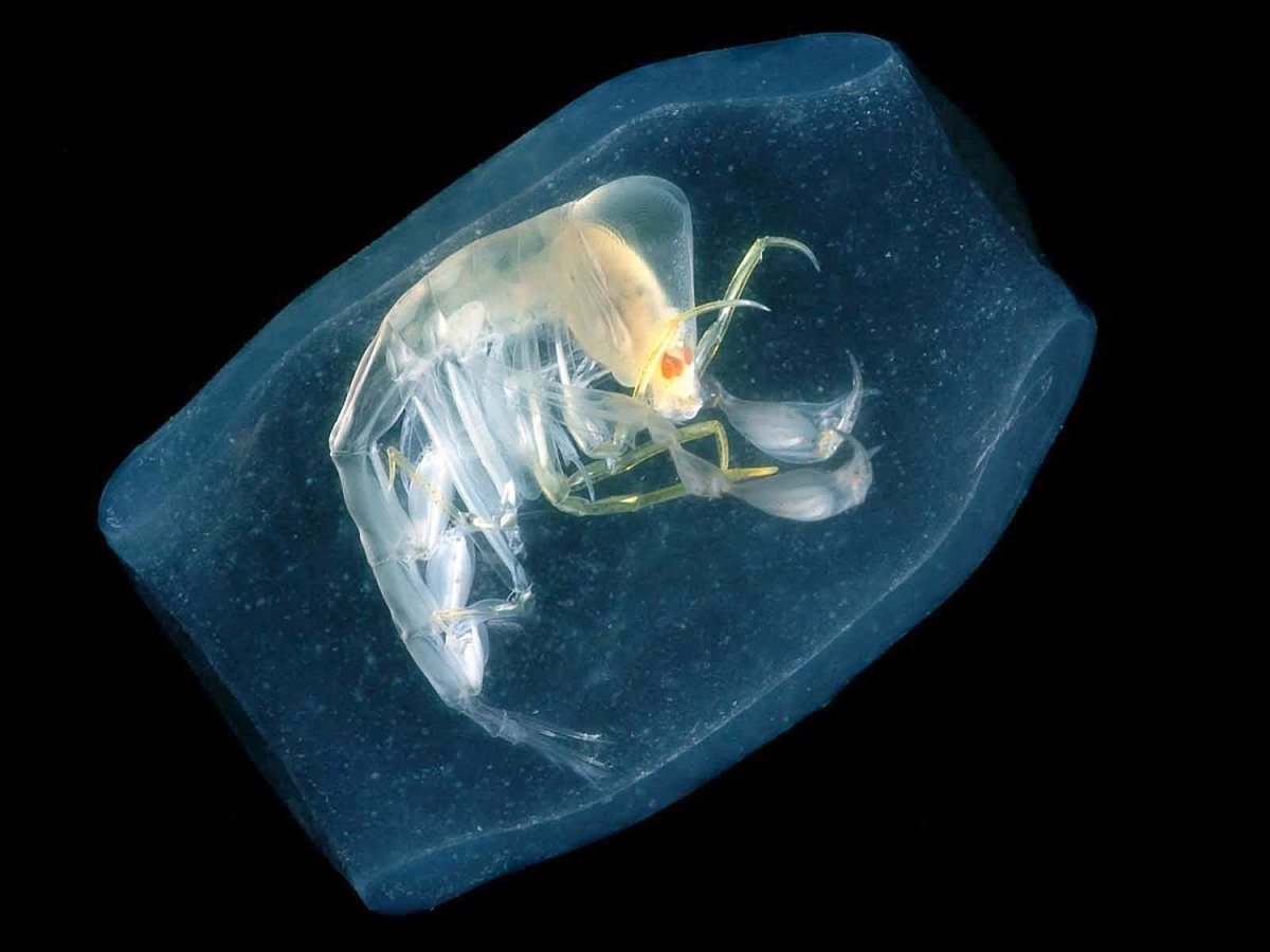 Рачок фронима (Phronima