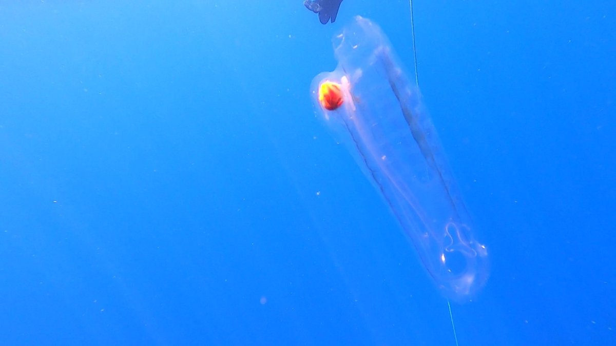 Amphitretus pelagicus