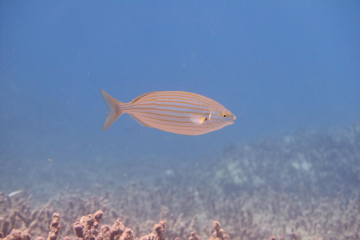 Испанская танцовщица моллюск