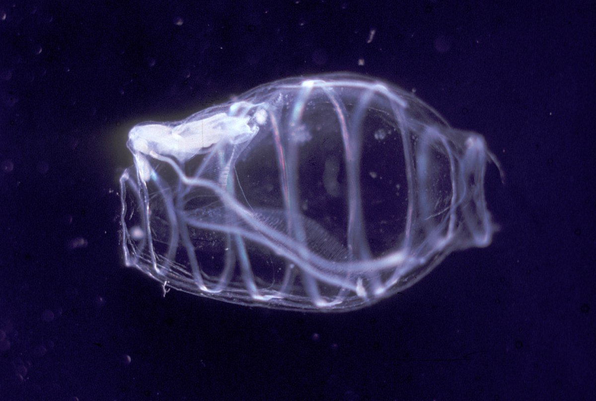 Лептоцефал угря