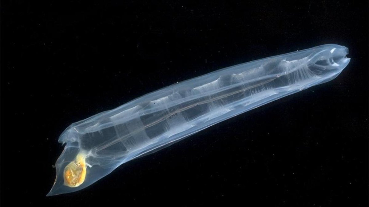 Асцидии сальпы