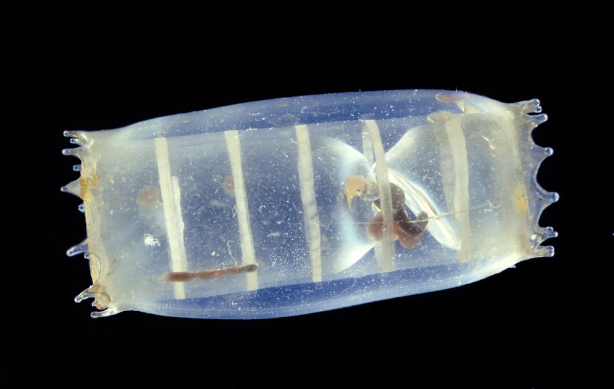 Сальпа материал