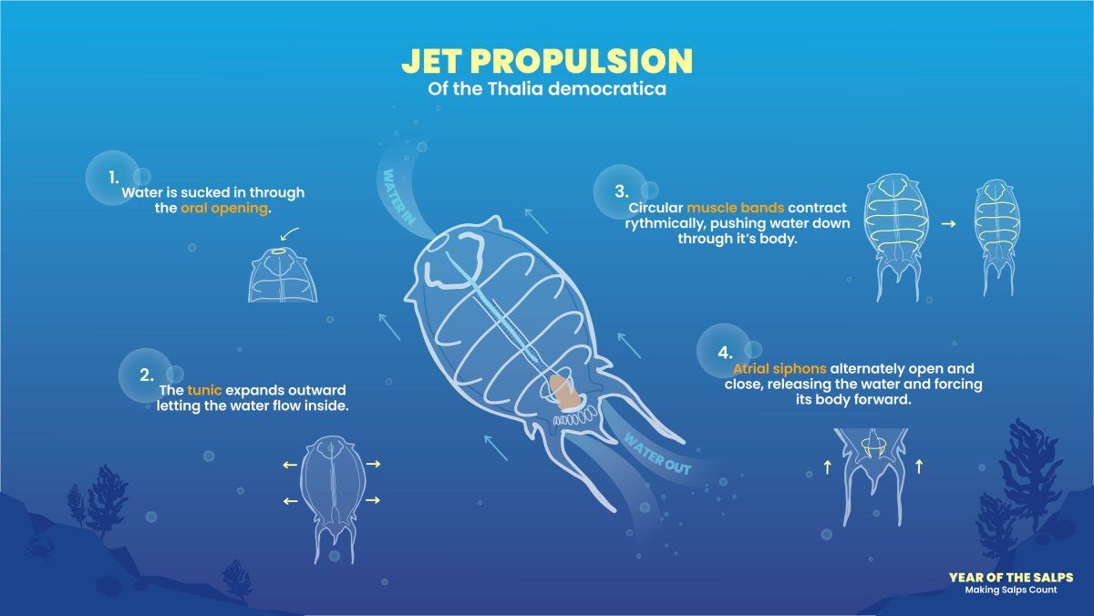 Осьминог Дамбо строение