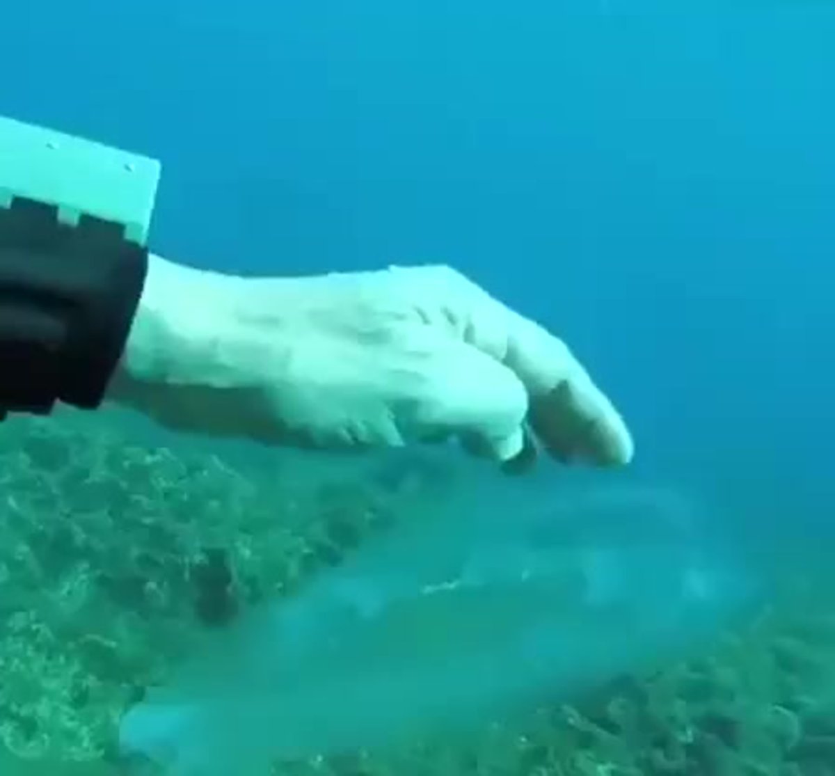 Салпа Маджоре