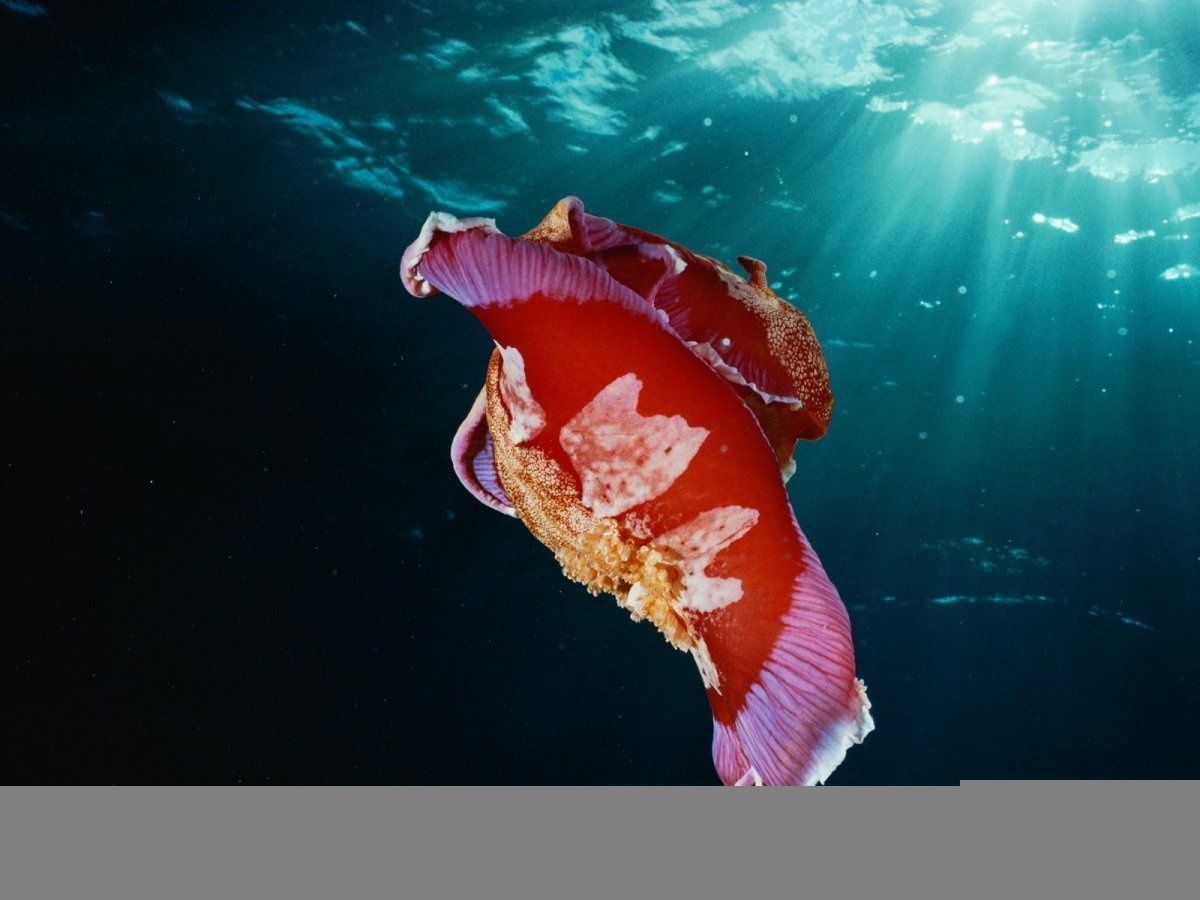 Многощетинковые черви планктон