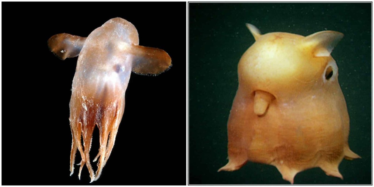 Рыбы мелководья Средиземного моря