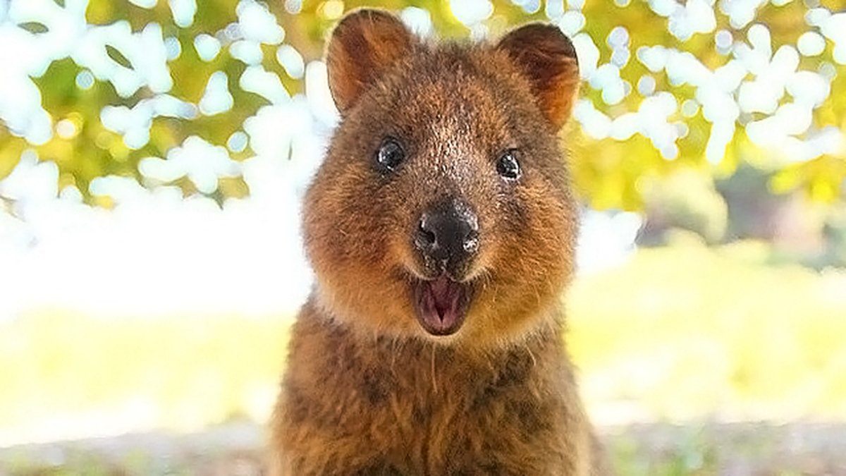 Квокка улыбка