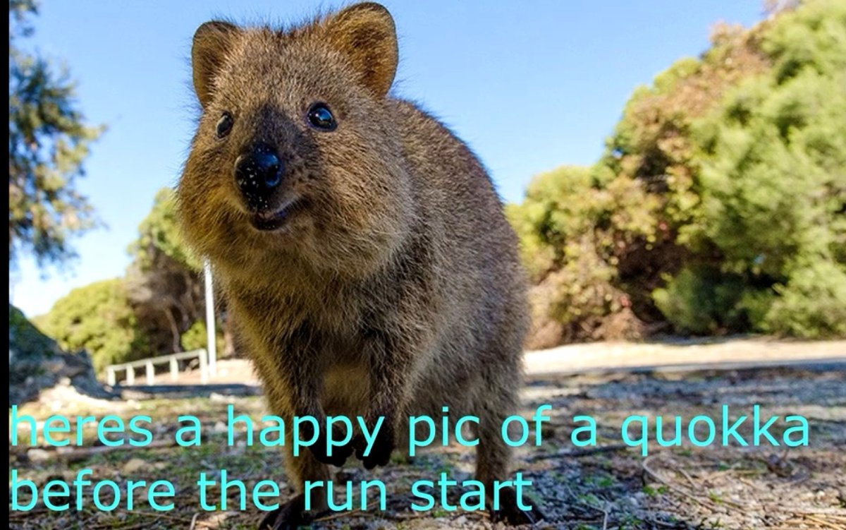 Австрийский Квокка