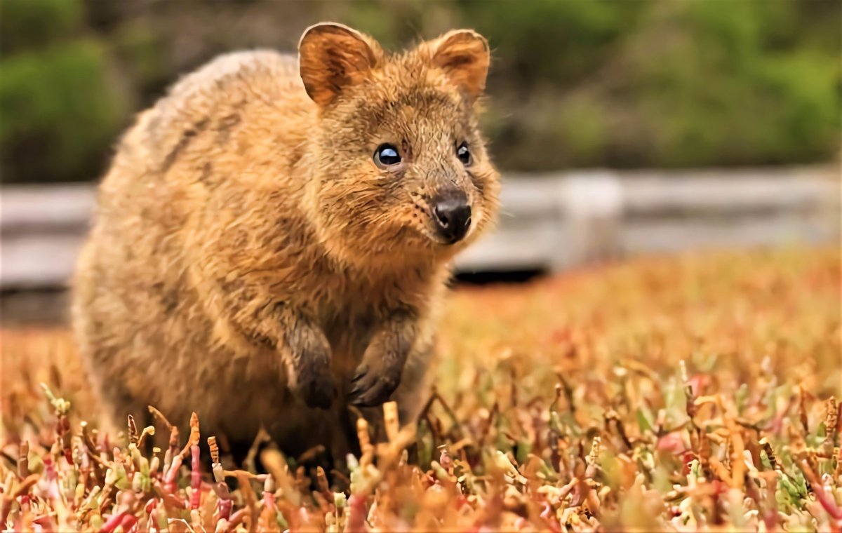 Австралия Квокка