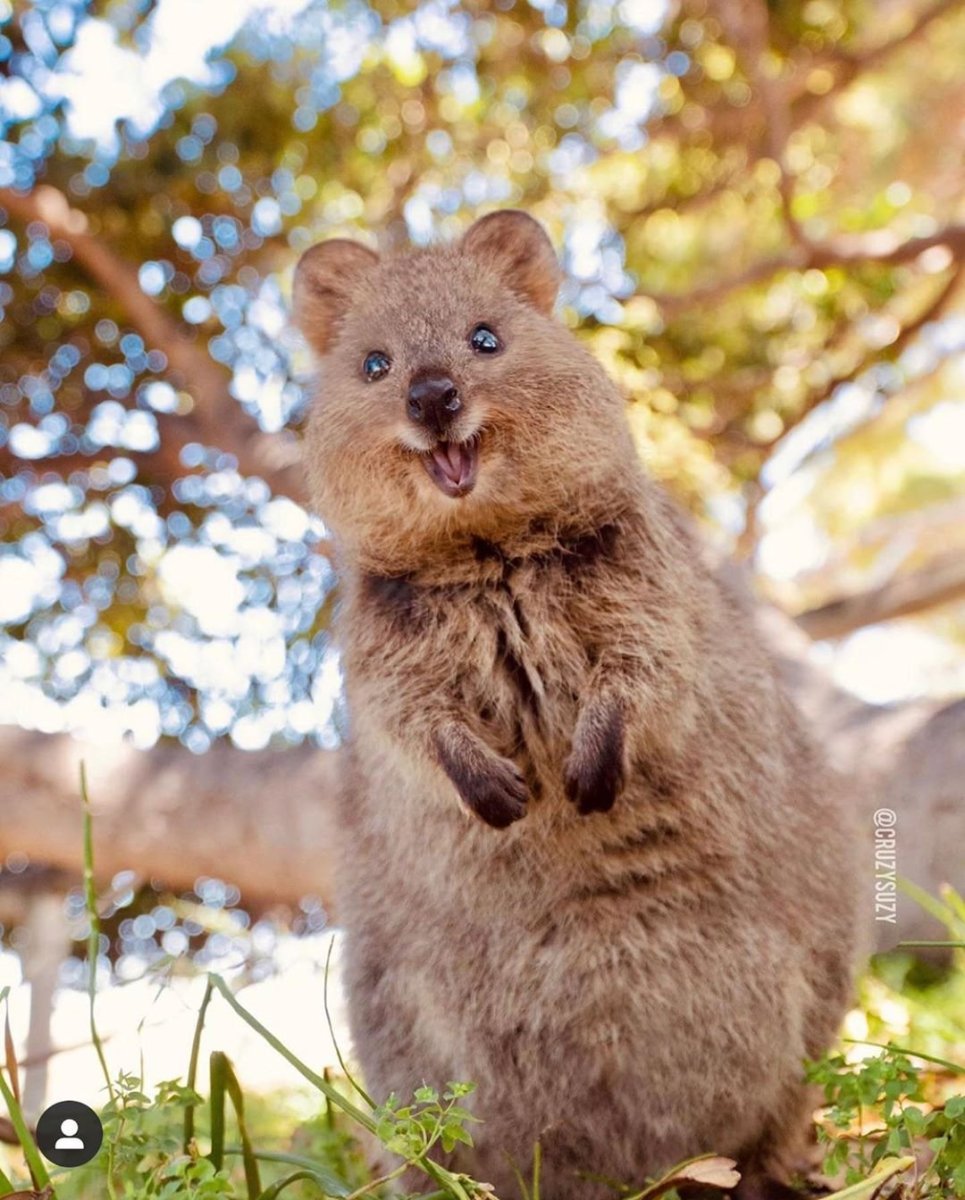 Квокка сумчатый зверь