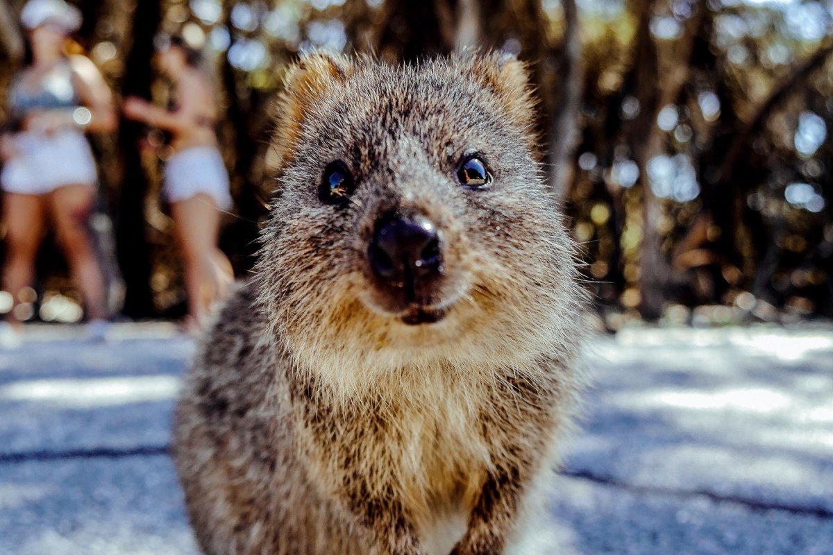 Австралия Квокка