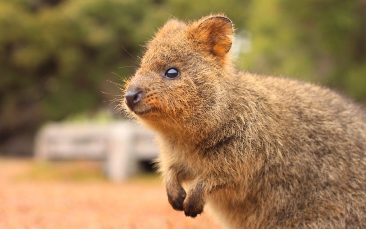Кенгуру Квокка
