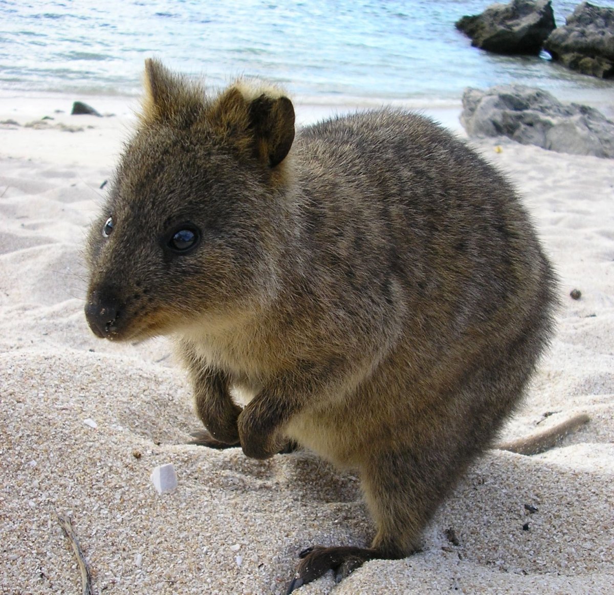 Хан Квокка SKZOO