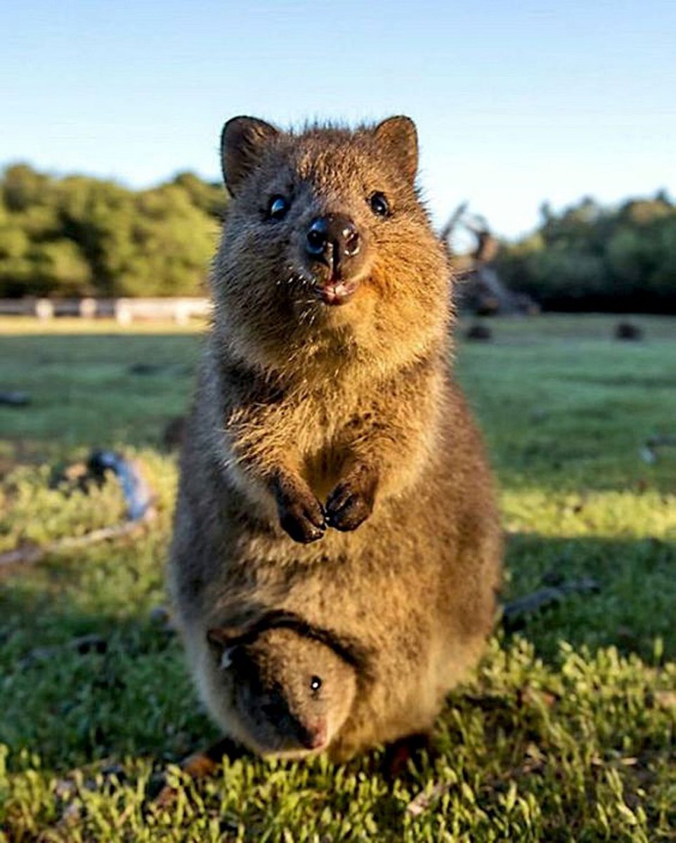 Квокка лапы
