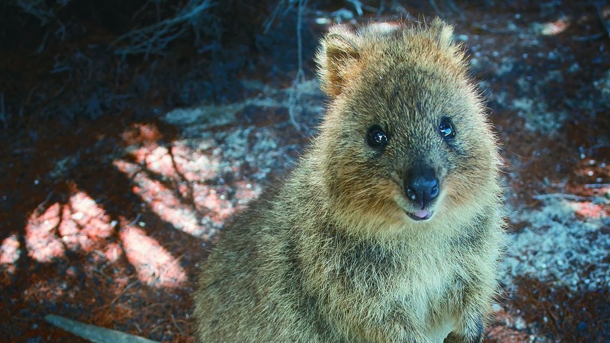 Мини кенгуру Квокка