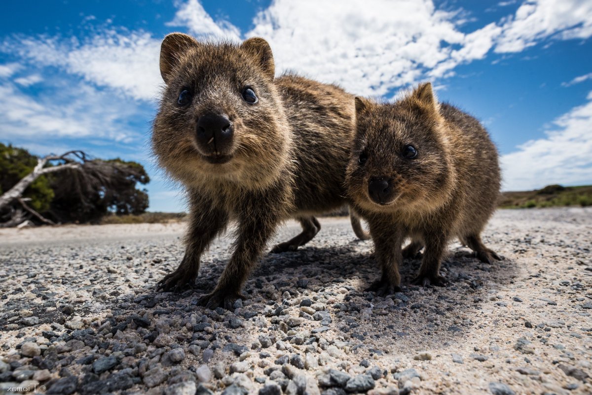 Австралийский зверек Квокка