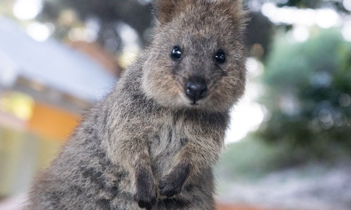 Квокка (короткохвостый кенгуру)