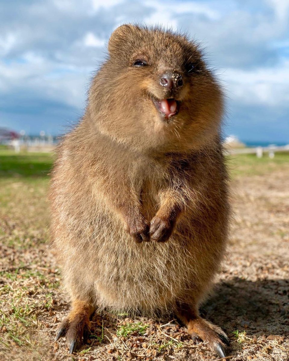 Кенгуру Квокка