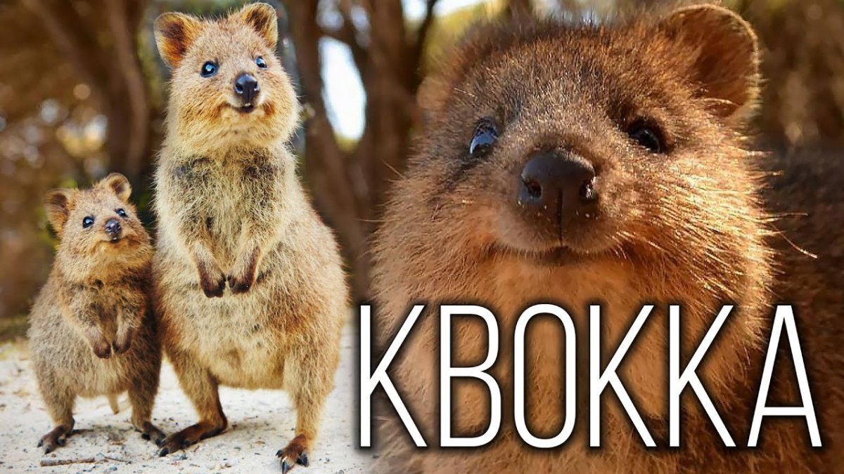 Квокка сумчатый зверь