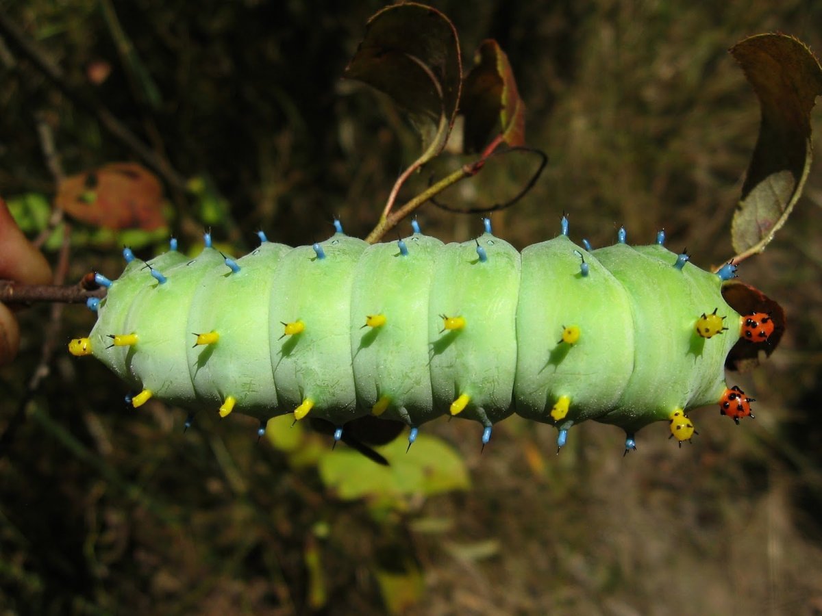 Hyalophora Cecropia Caterpillar