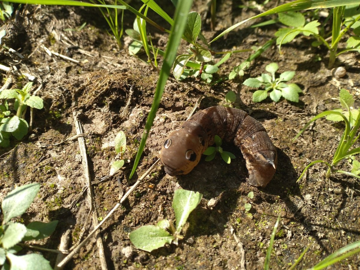 Винный Бражник гусеница