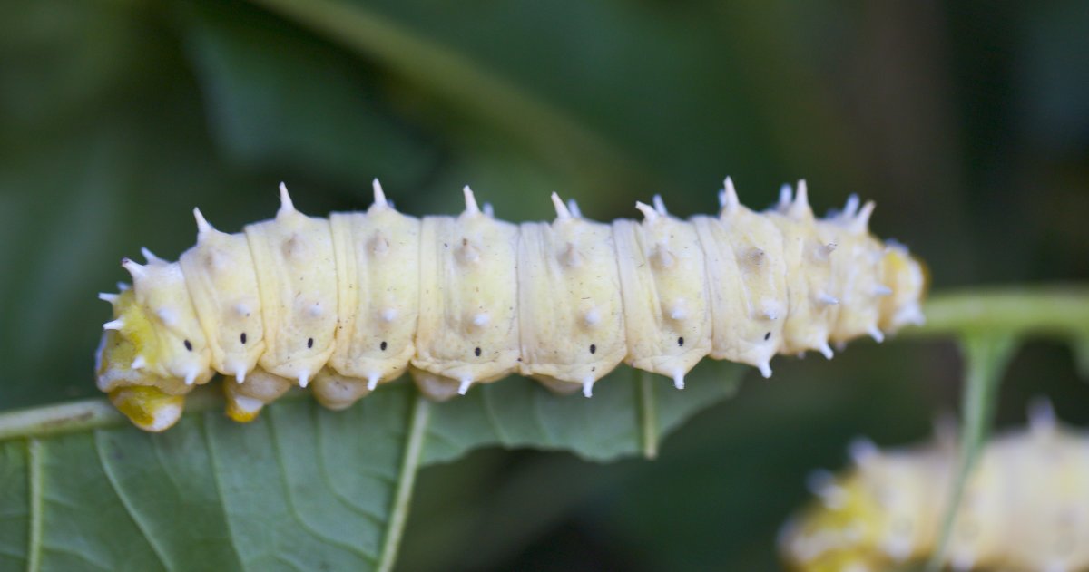 Гузано гусеница