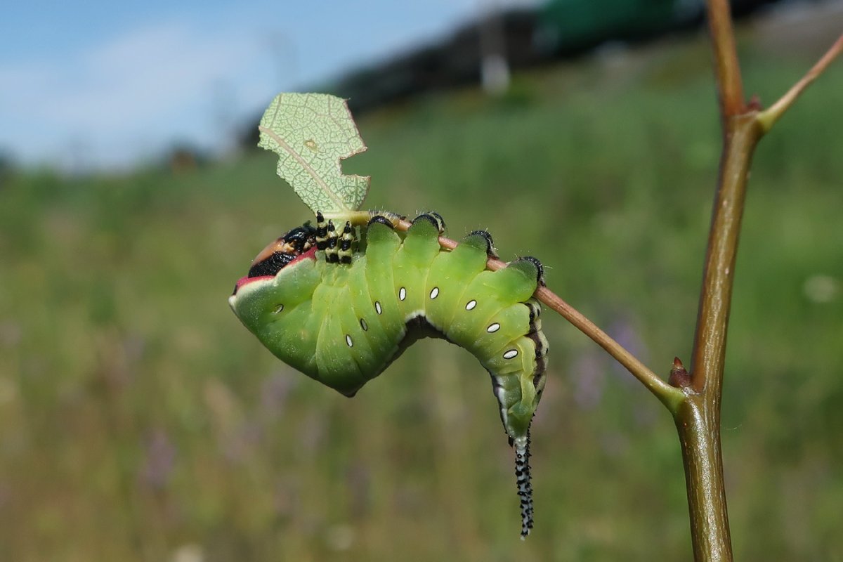 Тополиная моль гусеница