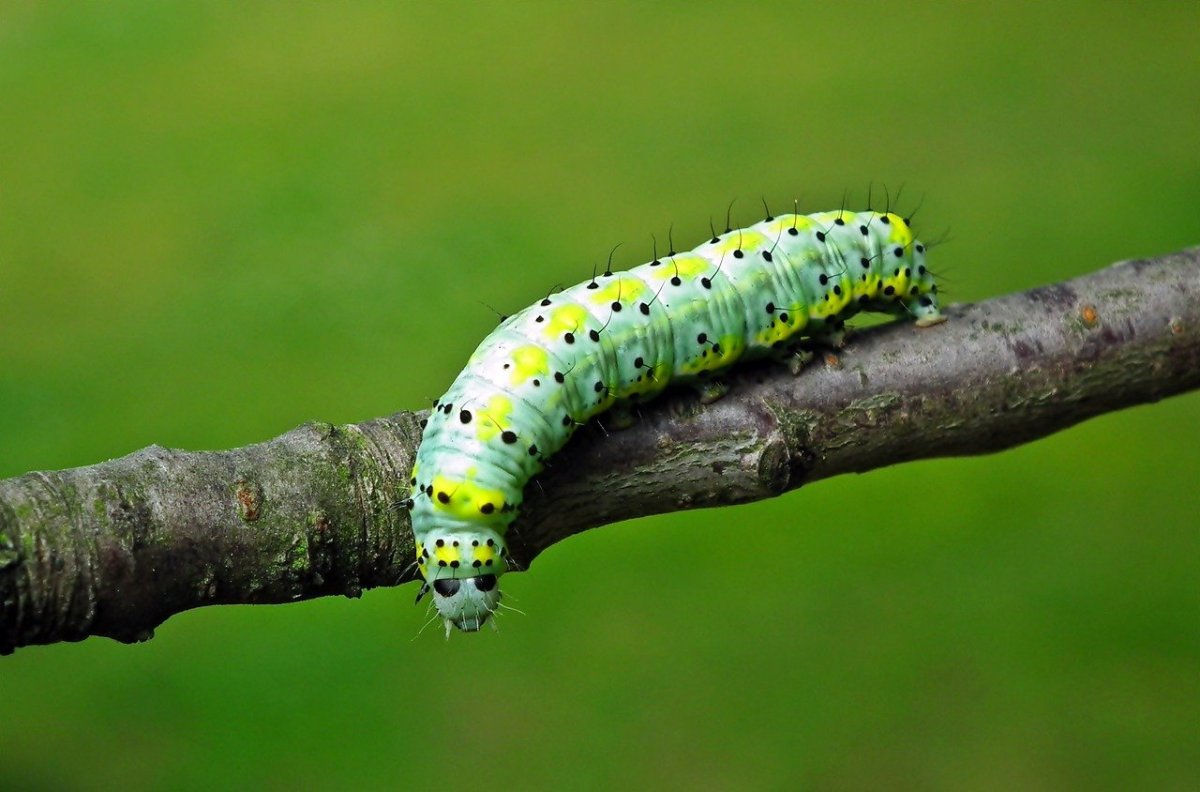 Древесница въедливая гусеница