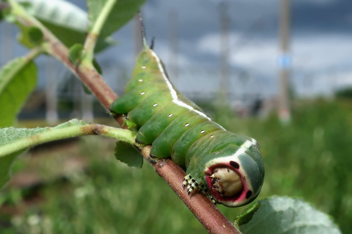 Гарпия большая (Cerura vinula), гусеница