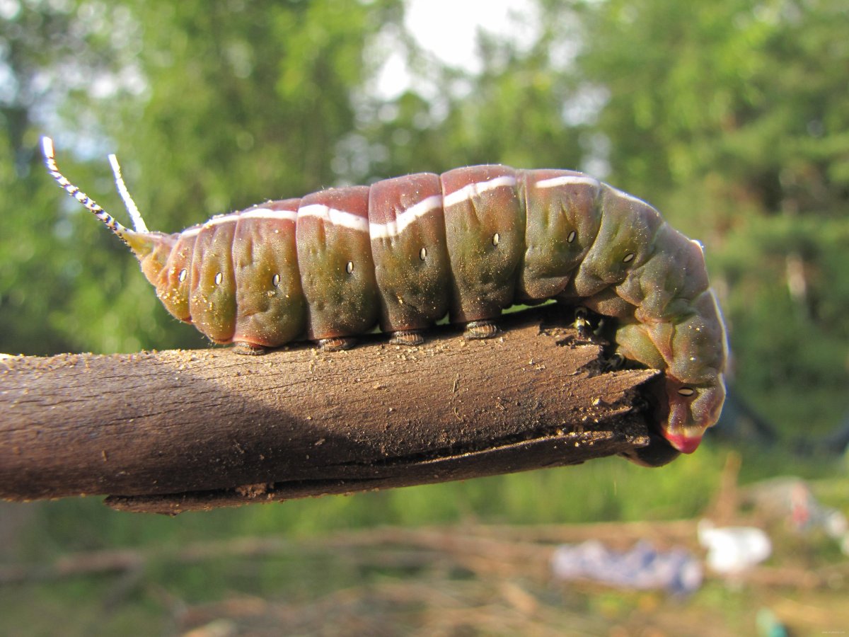 Виноградная гусеница