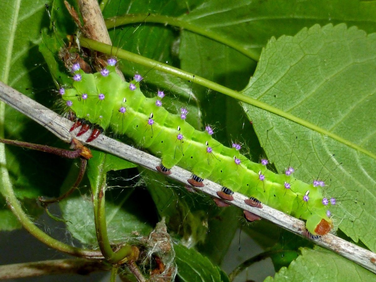 Сатурния Мадагаскарская Комета гусеница