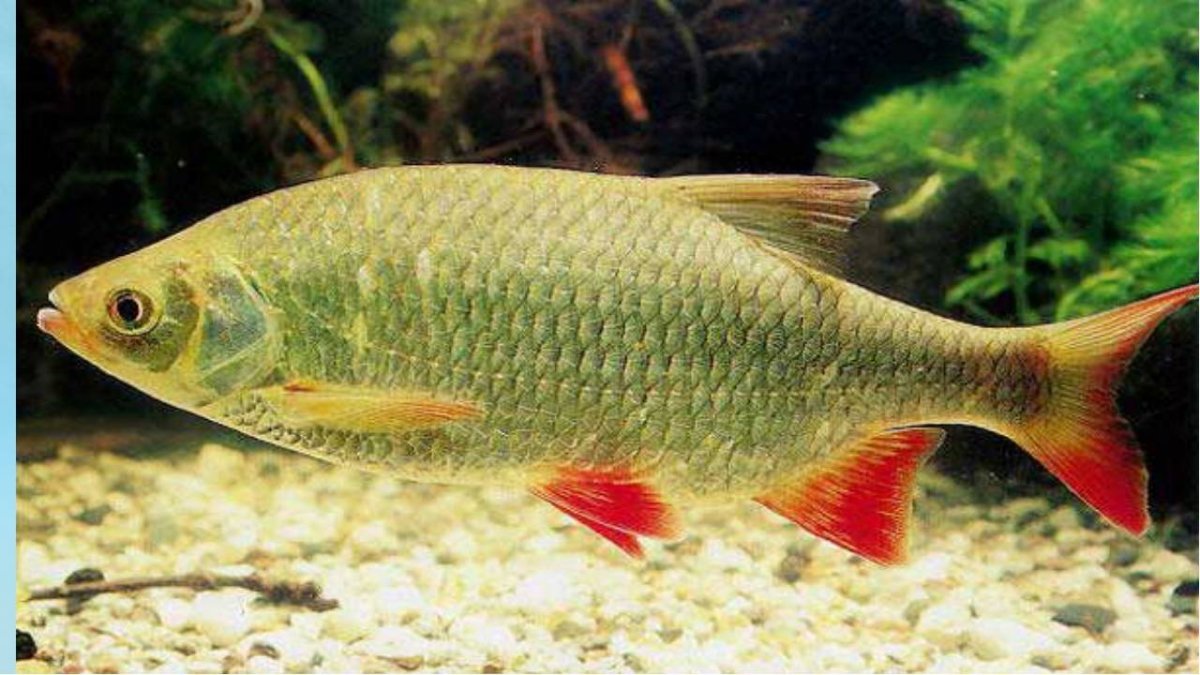 Речная рыба красноперка